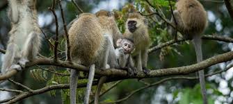 Nyungwe Forest National Park | Everything to know | Discover Africa Safaris
